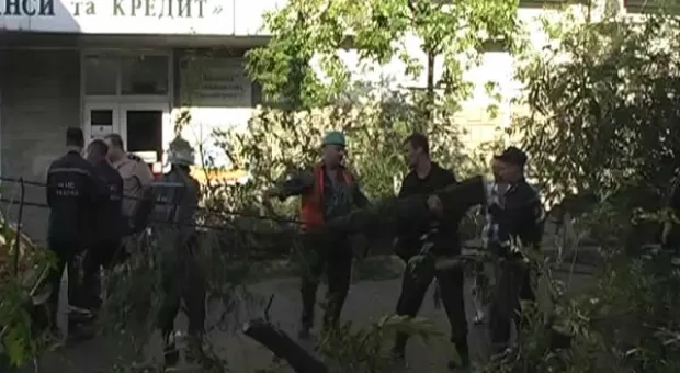 На улице Очаковцев упало старое дерево, повредило троллейбусную линию и ближайшие здания