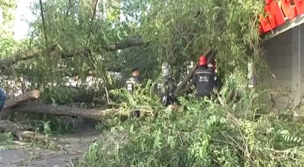 На улице Очаковцев упало старое дерево, повредило троллейбусную линию и ближайшие здания