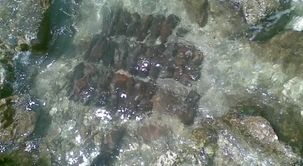 Водолазы МЧС Севастополя достают боеприпасы с затонувшего теплохода