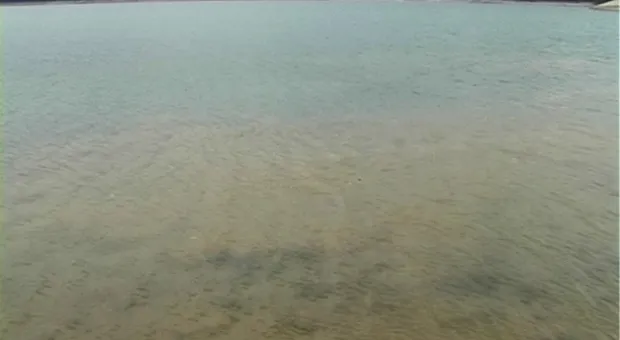 Мальки-переселенцы осваивают Чернореченское водохранилище
