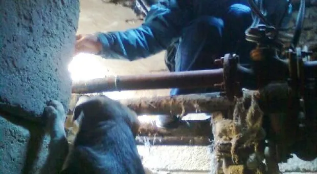 В Севастополе спасатели снова вытаскивали собак из колодца