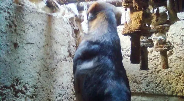 В Севастополе спасатели снова вытаскивали собак из колодца