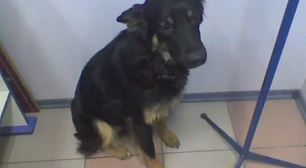 Очередная жестокость. Защитники животных просят помощи Очередная жестокость. Защитники животных просят помощи