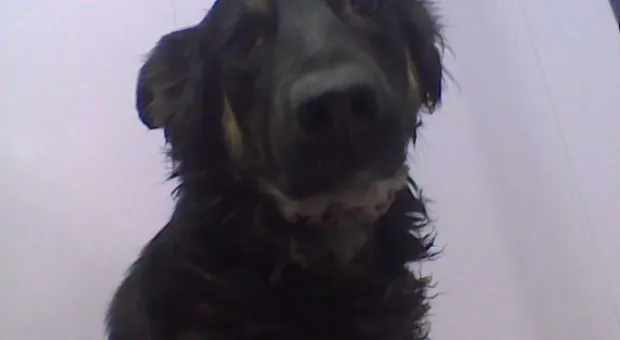 Очередная жестокость. Защитники животных просят помощи Очередная жестокость. Защитники животных просят помощи