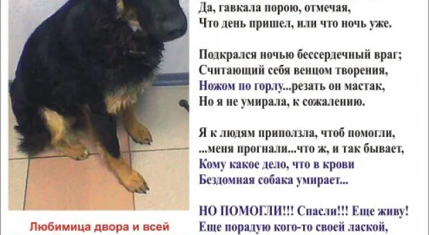 Очередная жестокость. Защитники животных просят помощи Очередная жестокость. Защитники животных просят помощи