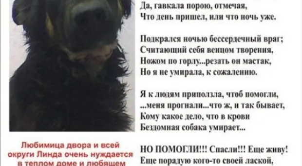 Очередная жестокость. Защитники животных просят помощи Очередная жестокость. Защитники животных просят помощи