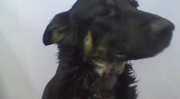 Очередная жестокость. Защитники животных просят помощи Очередная жестокость. Защитники животных просят помощи