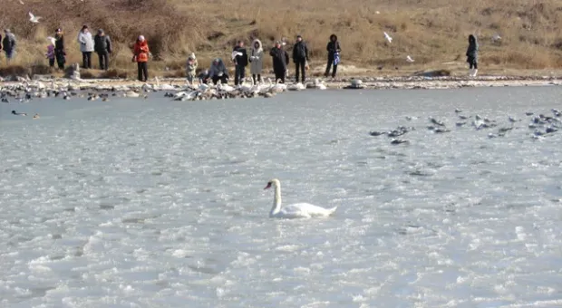 В Севастополе из ледяной западни освободили лебедя