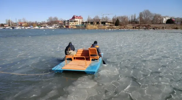 В Севастополе из ледяной западни освободили лебедя