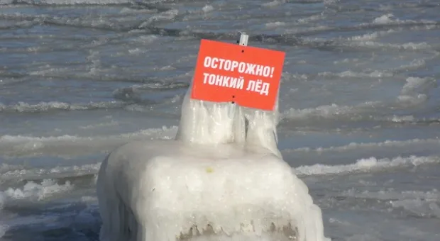 В Севастополе из ледяной западни освободили лебедя