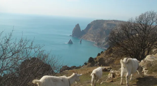 Свеча горела, солнце воссияло На Фиоленте, Пушкину вослед