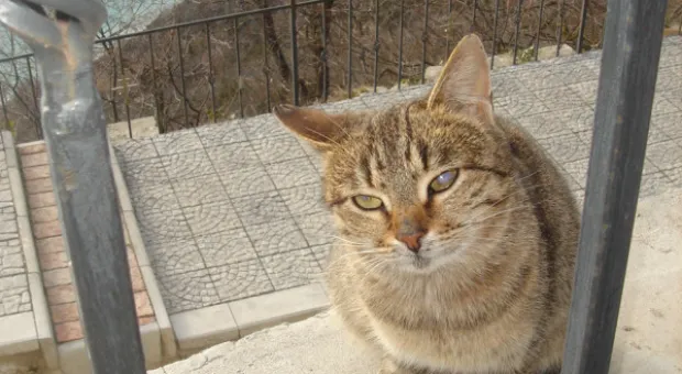 Свеча горела, солнце воссияло На Фиоленте, Пушкину вослед