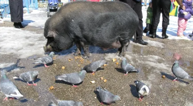 8 марта в детском городке «Лукоморье» 8 марта в детском городке «Лукоморье»