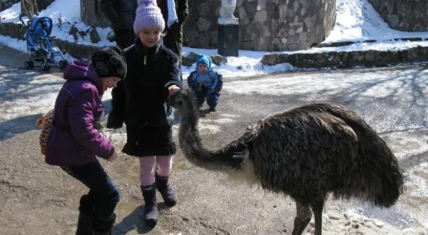 8 марта в детском городке «Лукоморье» 8 марта в детском городке «Лукоморье»