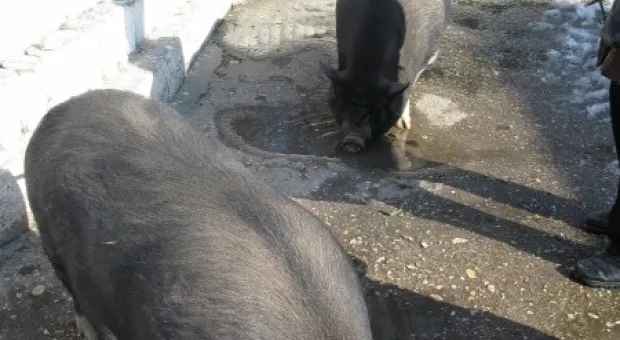 8 марта в детском городке «Лукоморье» 8 марта в детском городке «Лукоморье»