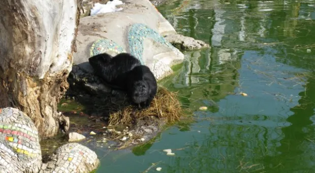 8 марта в детском городке «Лукоморье» 8 марта в детском городке «Лукоморье»