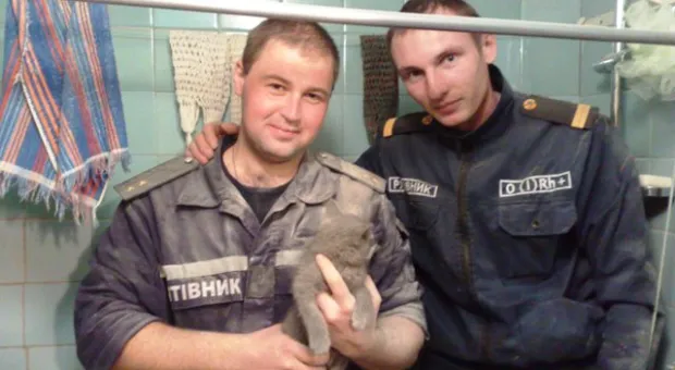 В Севастополе спасатели достали котенка из вентиляционной шахты