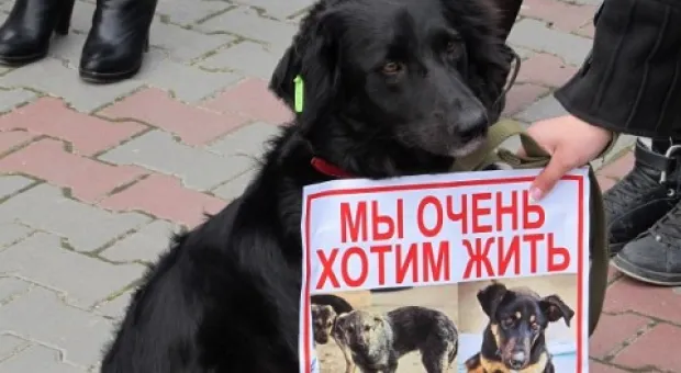 В Севастополе зоозащитники призвали городскую власть остановить травлю животных, а четвероногие друзья пикетчиков облаяли СГГА