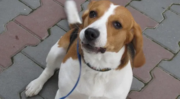 В Севастополе зоозащитники призвали городскую власть остановить травлю животных, а четвероногие друзья пикетчиков облаяли СГГА