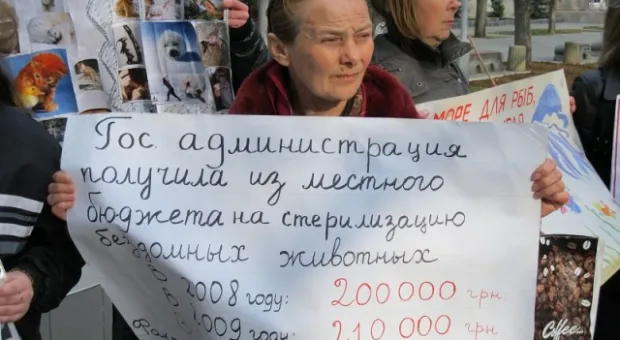В Севастополе зоозащитники призвали городскую власть остановить травлю животных, а четвероногие друзья пикетчиков облаяли СГГА