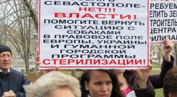В Севастополе зоозащитники призвали городскую власть остановить травлю животных, а четвероногие друзья пикетчиков облаяли СГГА