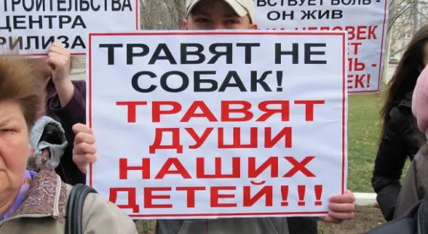 В Севастополе зоозащитники призвали городскую власть остановить травлю животных, а четвероногие друзья пикетчиков облаяли СГГА