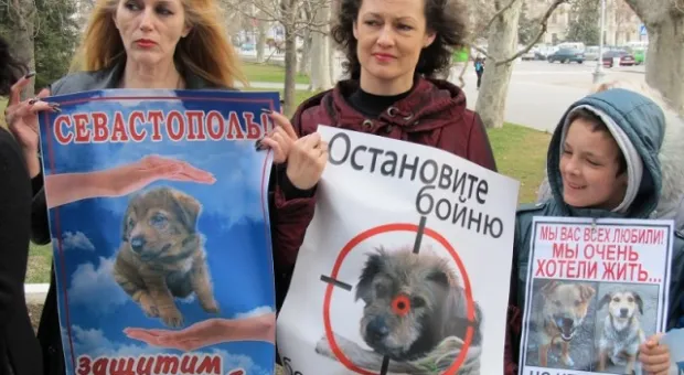 В Севастополе зоозащитники призвали городскую власть остановить травлю животных, а четвероногие друзья пикетчиков облаяли СГГА