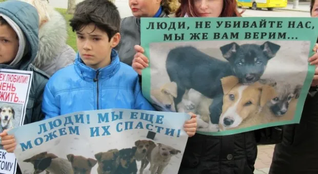 В Севастополе зоозащитники призвали городскую власть остановить травлю животных, а четвероногие друзья пикетчиков облаяли СГГА