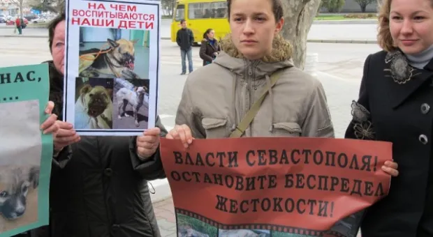 В Севастополе зоозащитники призвали городскую власть остановить травлю животных, а четвероногие друзья пикетчиков облаяли СГГА
