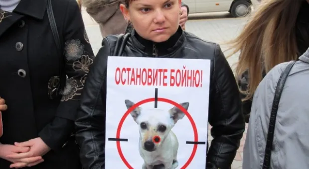 В Севастополе зоозащитники призвали городскую власть остановить травлю животных, а четвероногие друзья пикетчиков облаяли СГГА