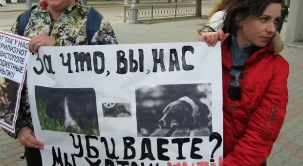 В Севастополе зоозащитники призвали городскую власть остановить травлю животных, а четвероногие друзья пикетчиков облаяли СГГА