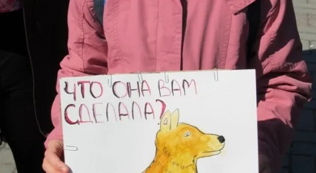 В Севастополе состоялся марш общественников в защиту бездомных животных