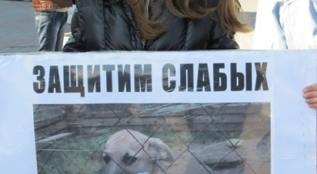 В Севастополе состоялся марш общественников в защиту бездомных животных