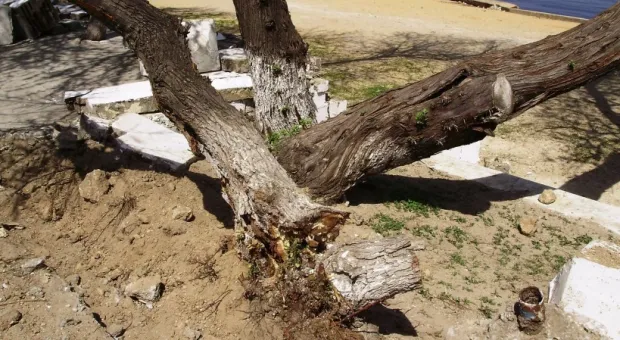 Что строят на Омеге, туристический рай или бетонные джунгли?