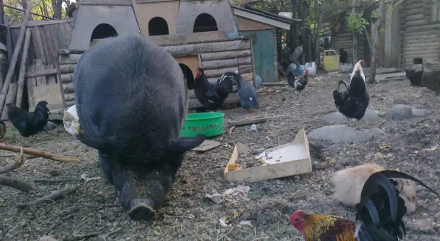 2 мая в детском городке «Лукоморье» отмечается семилетие Фунтика. К его дню рождения приурочен свинболл 2 мая в детском городке «Лукоморье» отмечается семилетие Фунтика. К его дню рождения приурочен свинболл