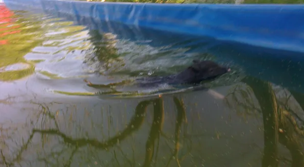 2 мая в детском городке «Лукоморье» отмечается семилетие Фунтика. К его дню рождения приурочен свинболл 2 мая в детском городке «Лукоморье» отмечается семилетие Фунтика. К его дню рождения приурочен свинболл