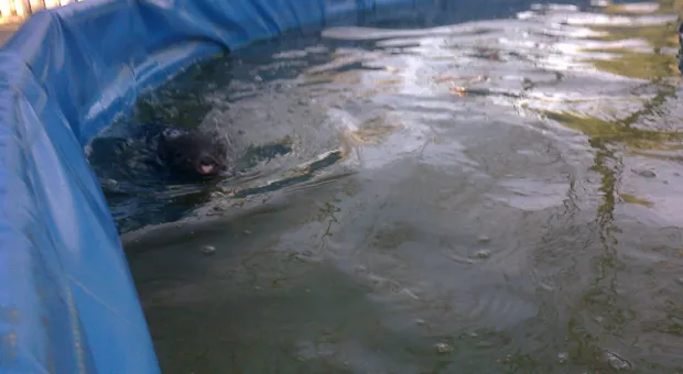 2 мая в детском городке «Лукоморье» отмечается семилетие Фунтика. К его дню рождения приурочен свинболл 2 мая в детском городке «Лукоморье» отмечается семилетие Фунтика. К его дню рождения приурочен свинболл