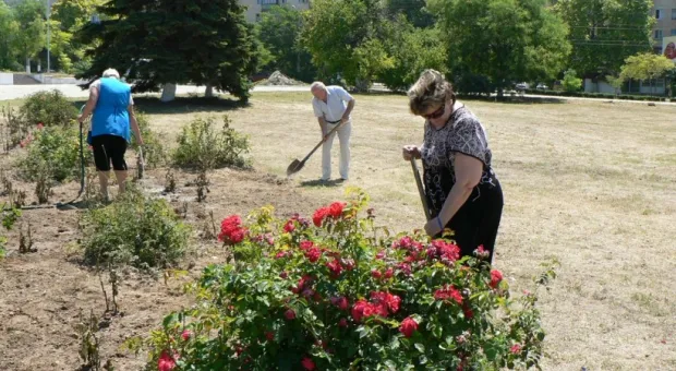 Ко Дню рождения города в Севастополе посадили 229 кустов роз