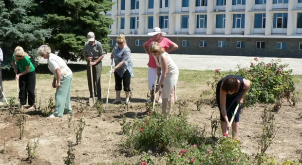 Ко Дню рождения города в Севастополе посадили 229 кустов роз