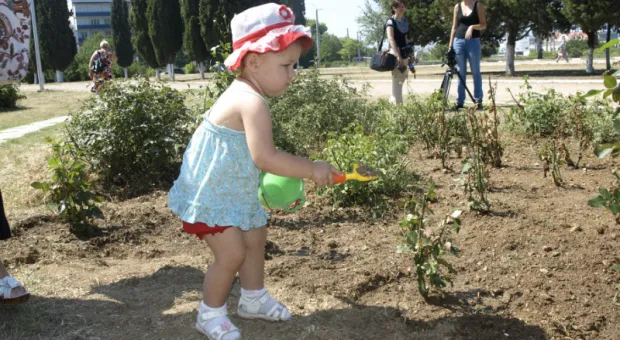 Ко Дню рождения города в Севастополе посадили 229 кустов роз