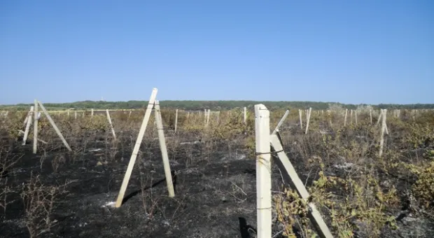 Севастопольские мальчишки помогали спасателям тушить страшный пожар