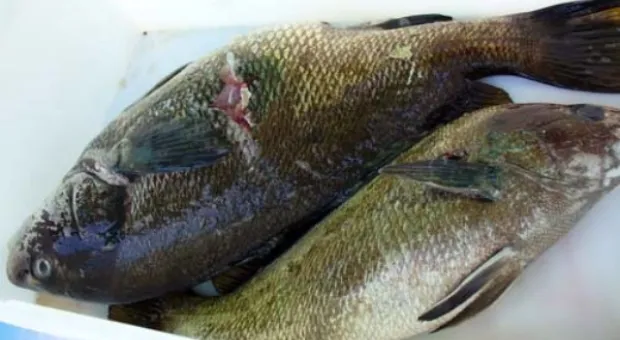 Сегодня в Севастополе стартует ХХІ Всеукраинский чемпионат по подводной охоте