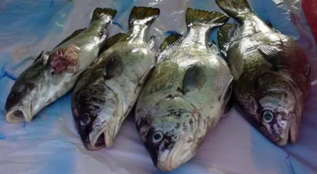 Сегодня в Севастополе стартует ХХІ Всеукраинский чемпионат по подводной охоте