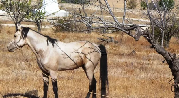 В Севастополе открылся пятый Международный военно-исторический фестиваль «Альминское дело 2012»