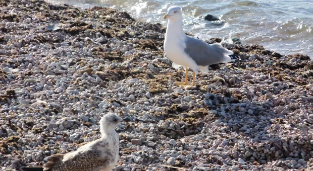 Кого выбрать в воскресенье? У Севастопольцев есть последняя возможность «посоветоваться с морем»