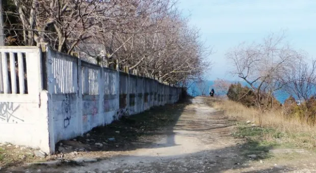 Забор строят – деревья пилят? Учёные и экологи: «Доколе?» и «Кто ответит?»