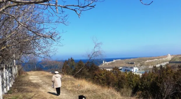 Забор строят – деревья пилят? Учёные и экологи: «Доколе?» и «Кто ответит?»