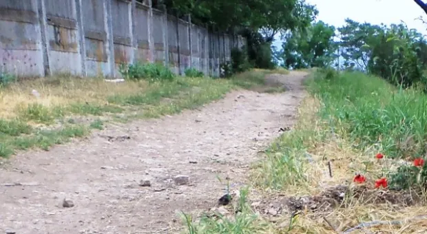 Забор строят – деревья пилят? Учёные и экологи: «Доколе?» и «Кто ответит?»