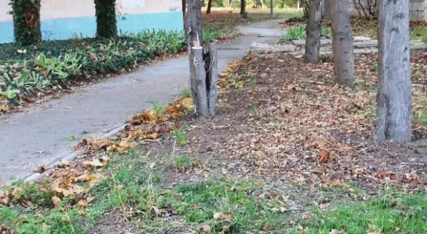 Забор строят – деревья пилят? Учёные и экологи: «Доколе?» и «Кто ответит?»