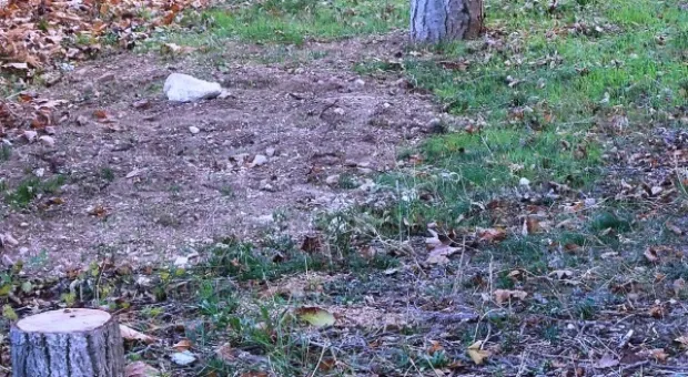 Забор строят – деревья пилят? Учёные и экологи: «Доколе?» и «Кто ответит?»